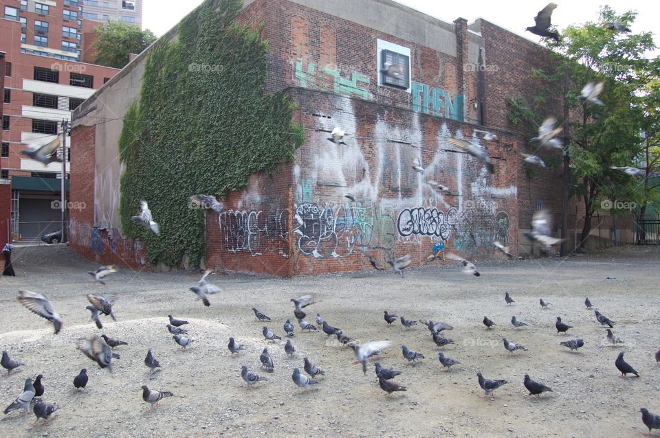 Pigeons taking over 