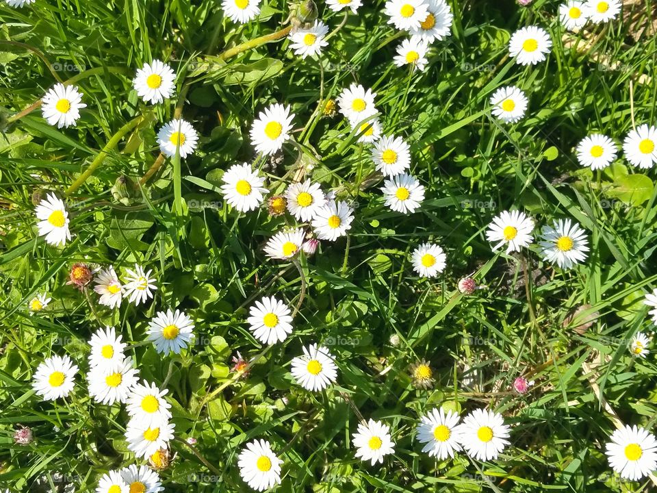 Daisies
