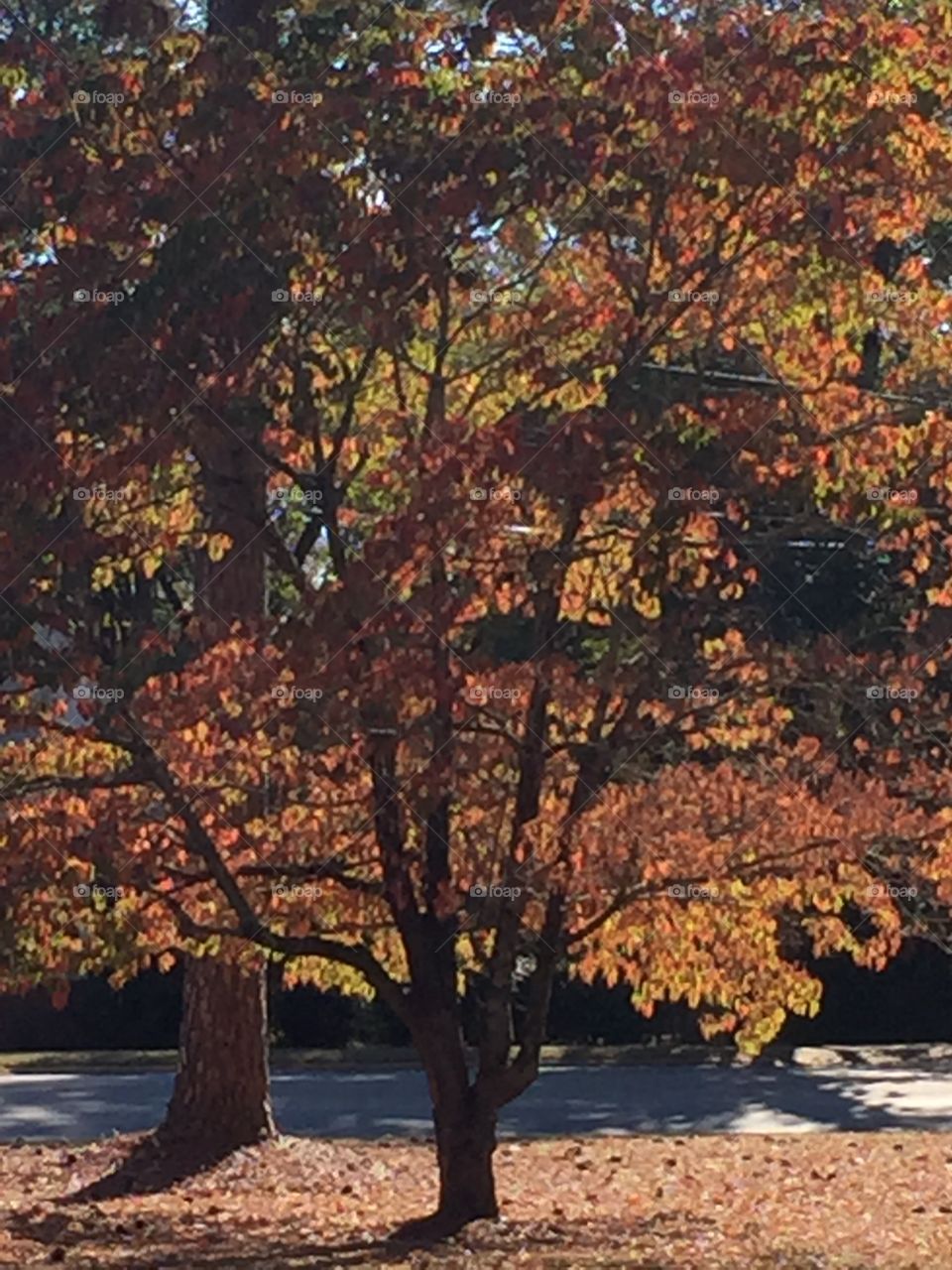 Colorful orange fall tree in yard with a bit of road in background.