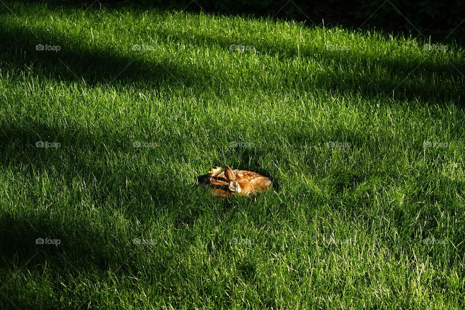 Fawn in the Shadows 