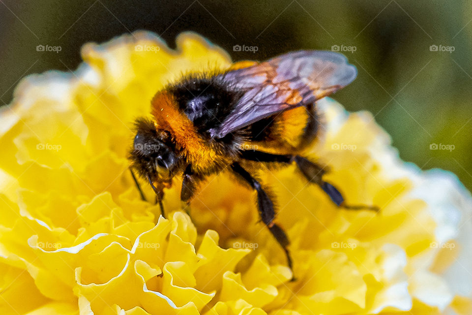 Bumblebee at the yellow flower