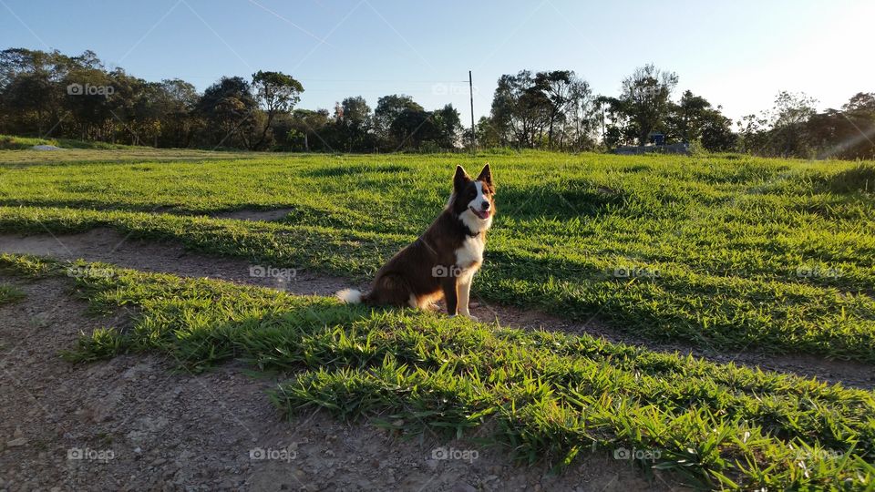 cachorro