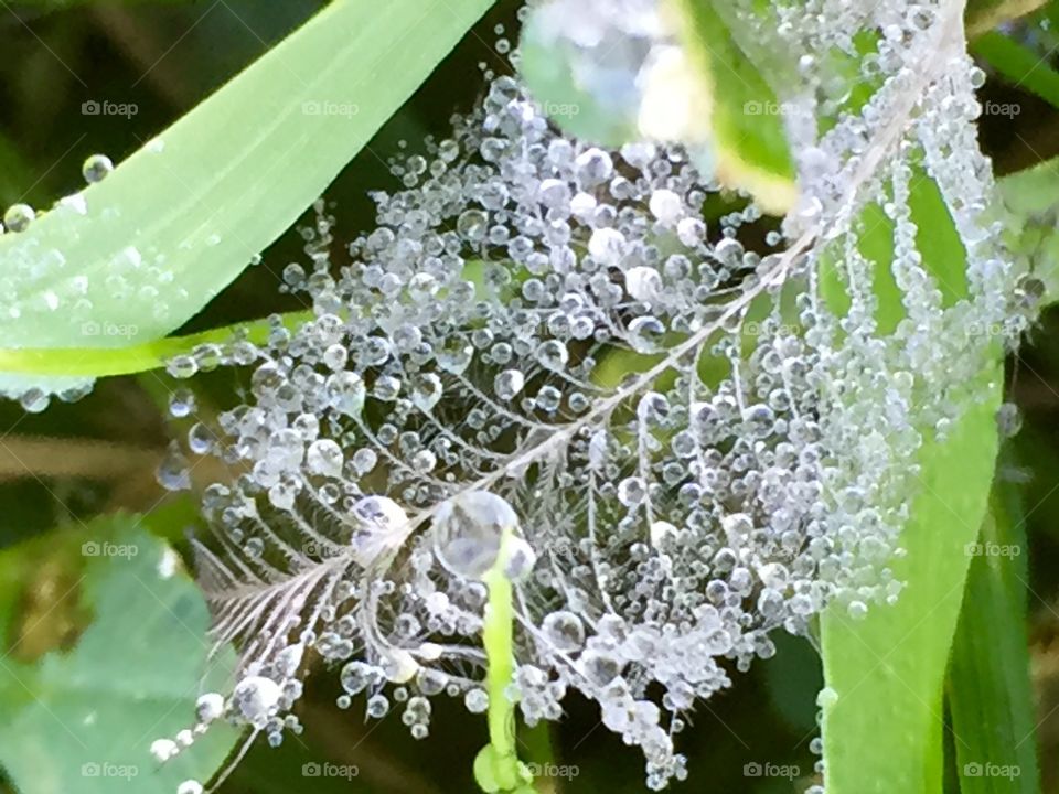 Morning dew on a feather