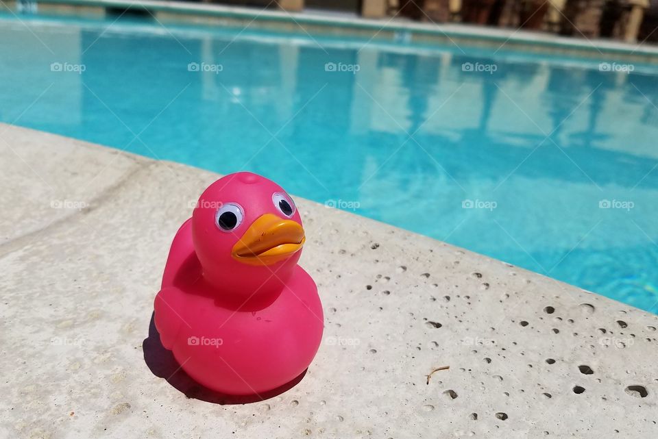 Pink duck