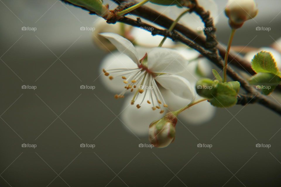 Украинка ❤️ весна квіти красиво ароматерапія макро шот мыть живы прекрасне