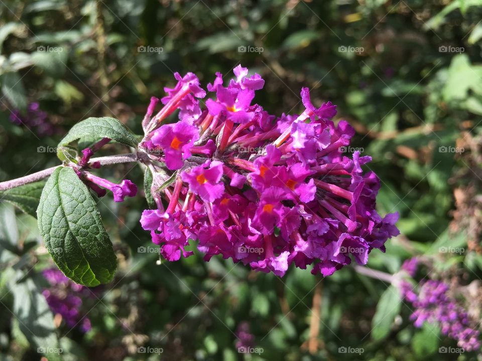 Purple bloom