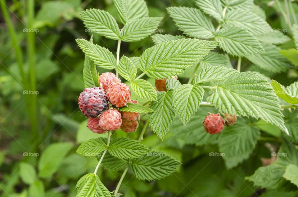 Black Raspberries On Its Plant