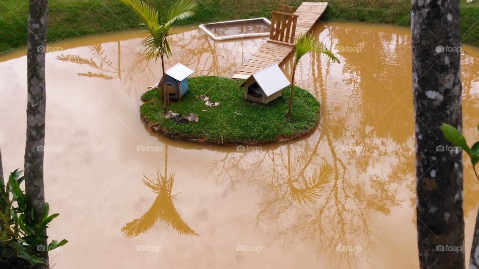 patinhos na lagoa