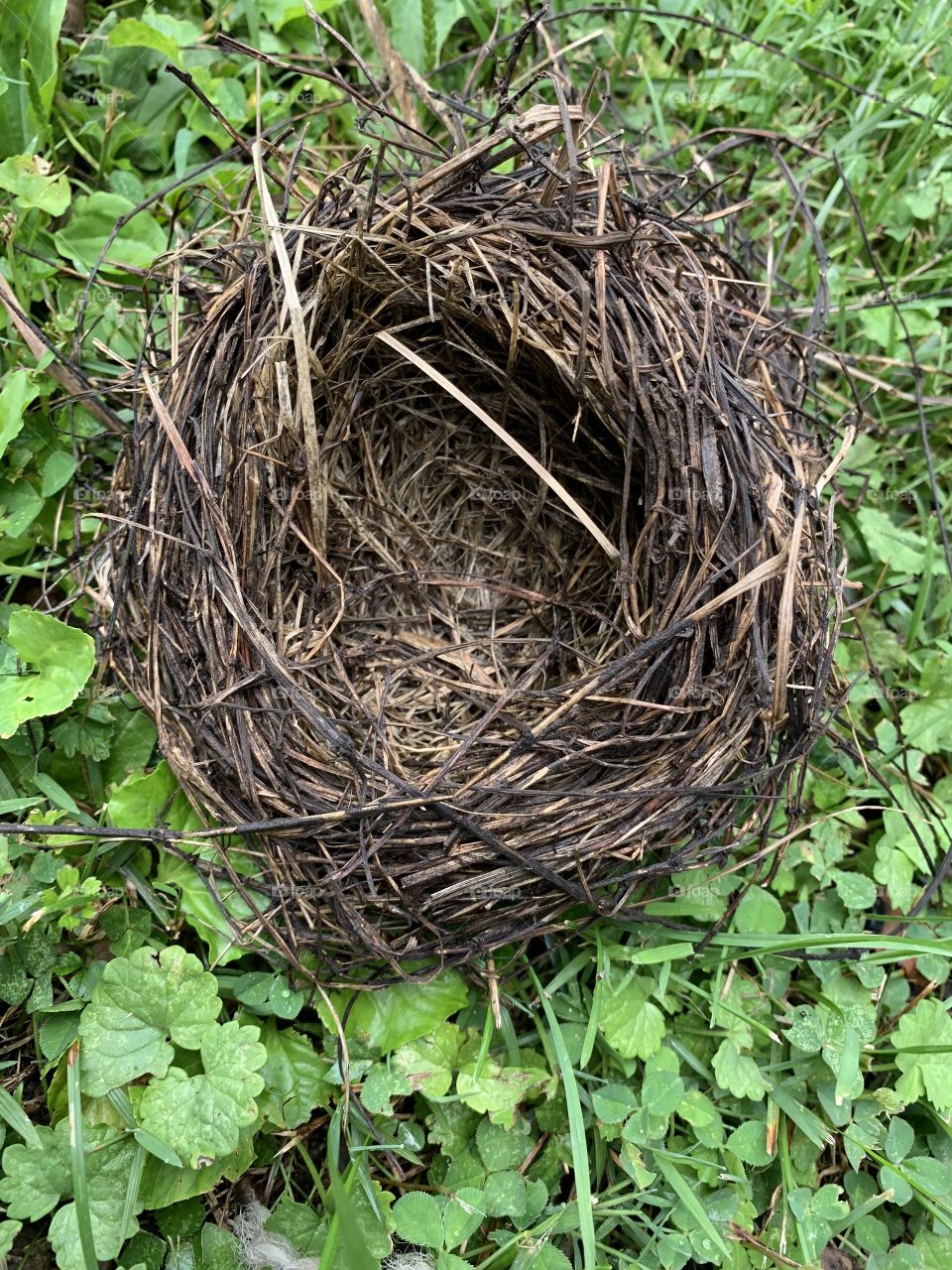 Empty nest 