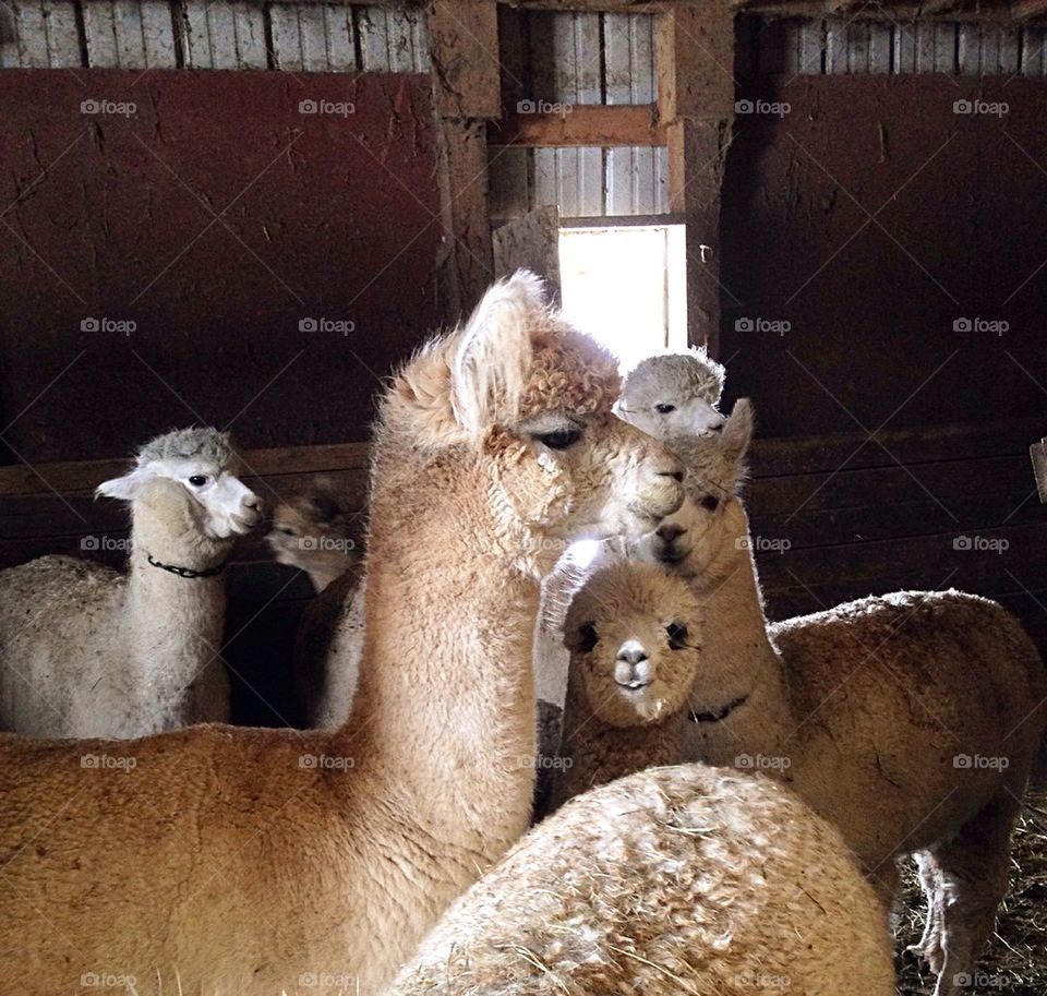 Alpaca barn dance