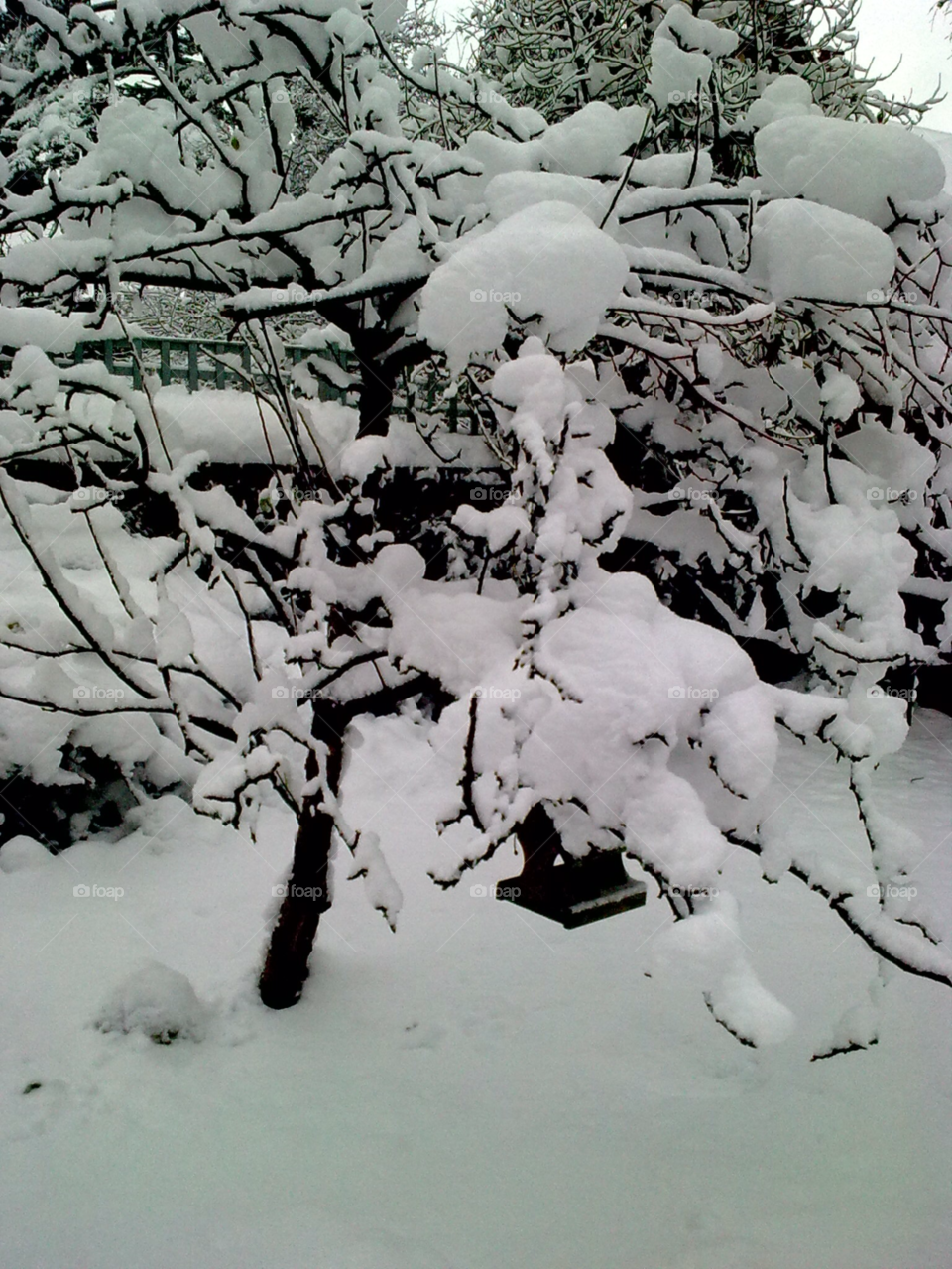 snow winter apple tree by marina1
