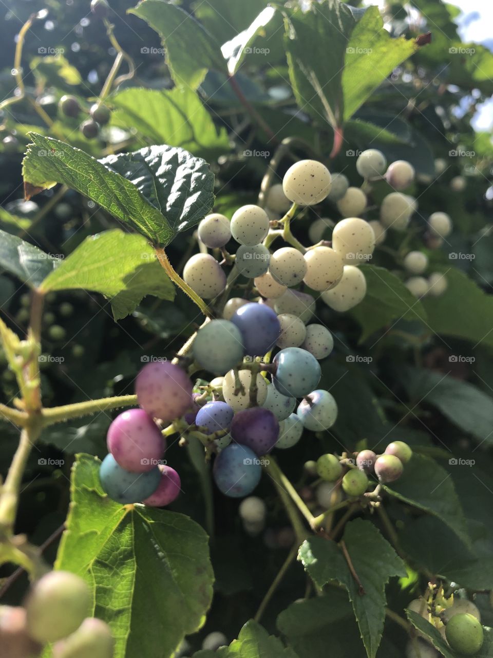 Close up of the berry bush 