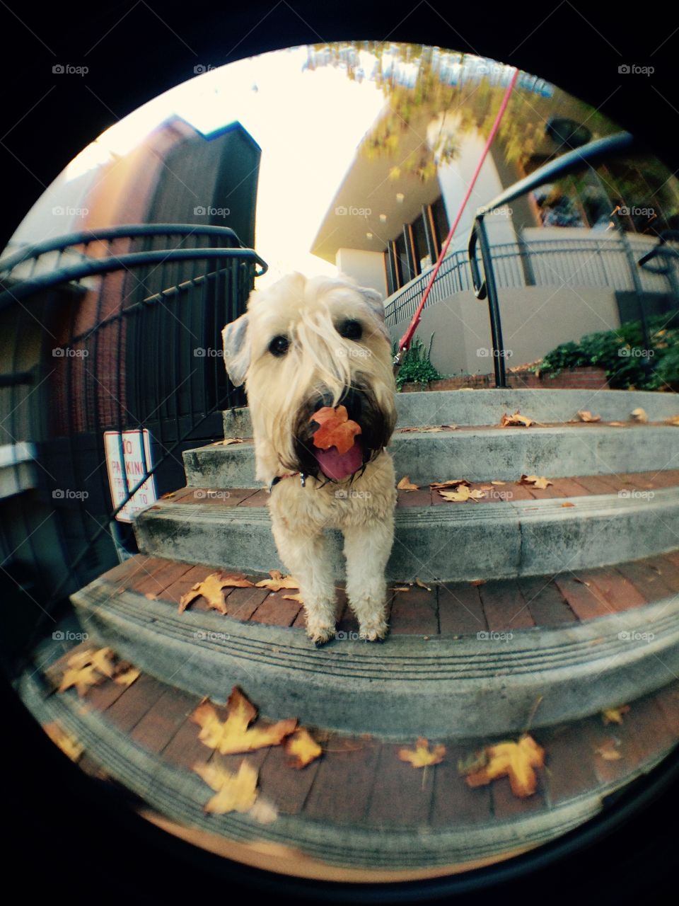  Downtown Walks in Fall. Chloe's curious nature got a leaf stuck to her nose on a walk through downtown Ashland Oregon 