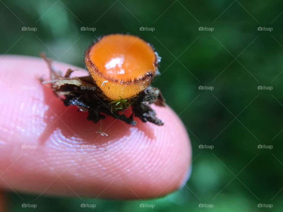 Scutellinia scutellata on my fingertip for size reference. 