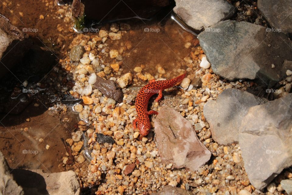Red salamander
