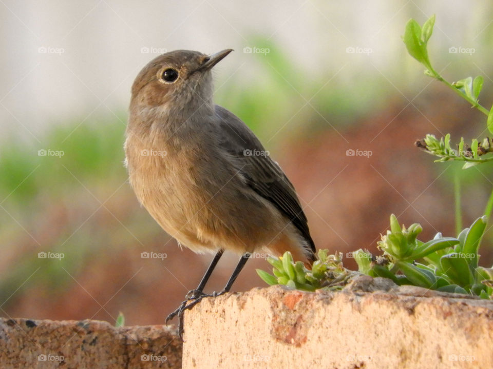 Bird perching on the retaining wall with foreground focussed
