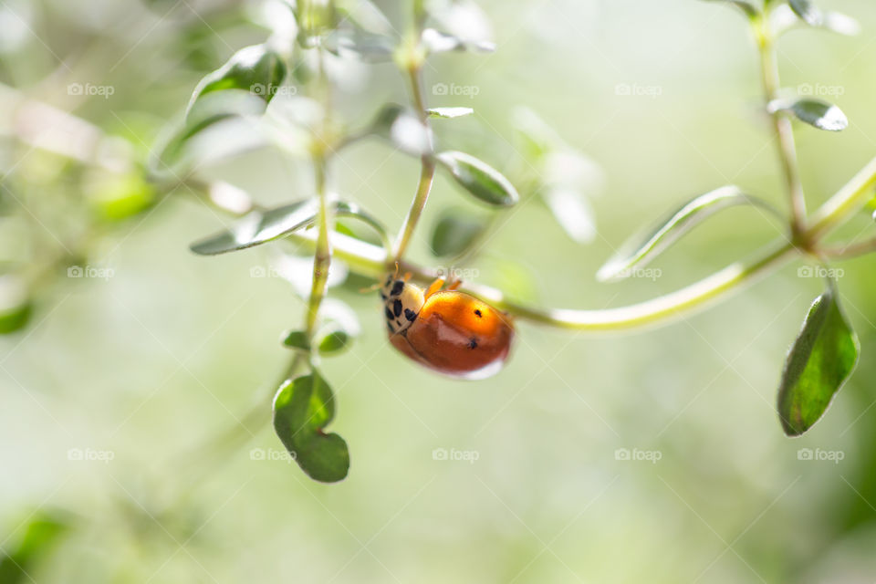A little ladybug on a green plant