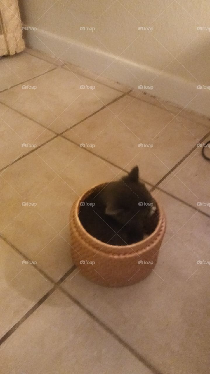 kitty in a basket