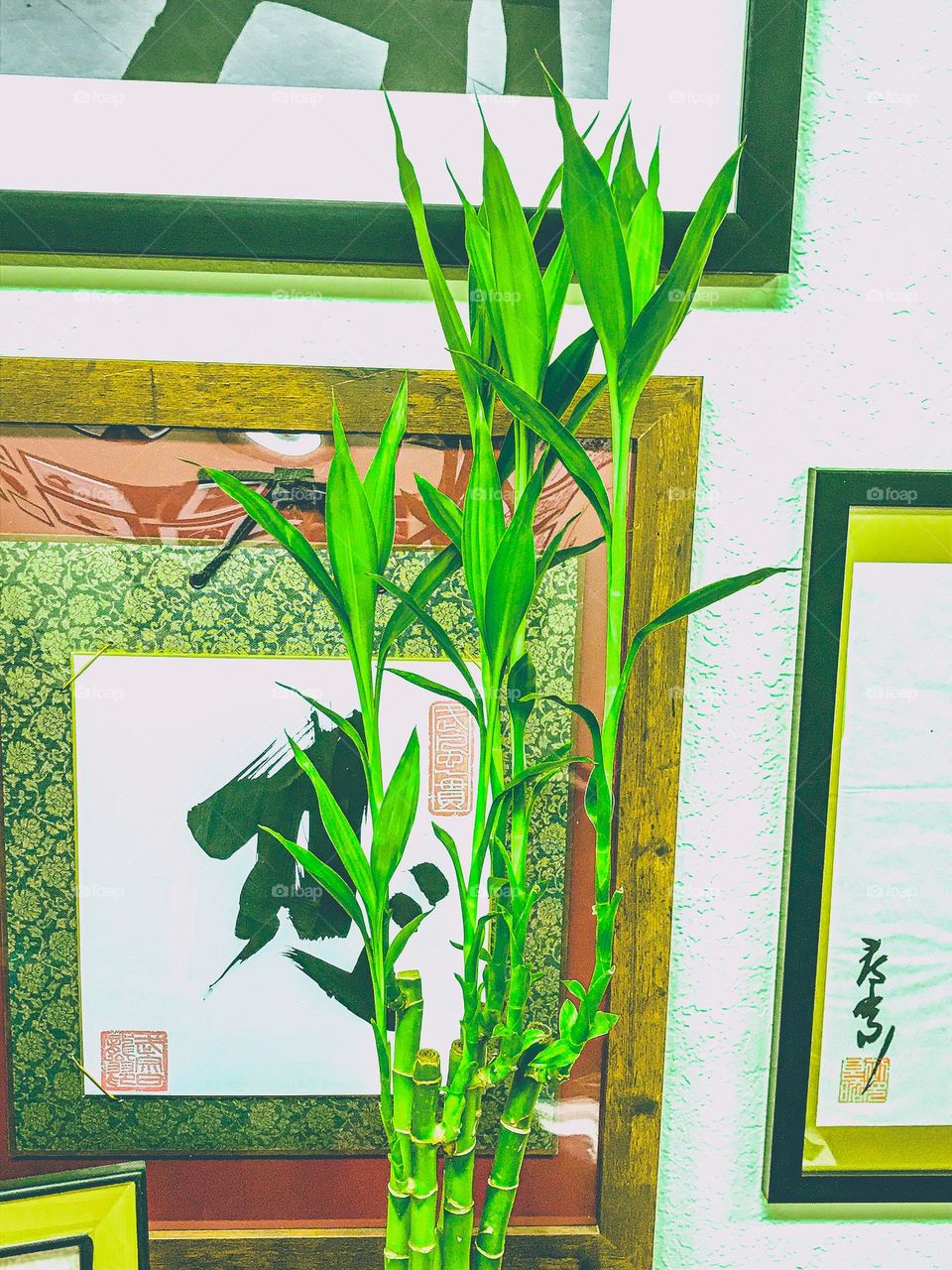 A portrait of an indoor Japanese bamboo plant to fill the atmosphere with positive energy.