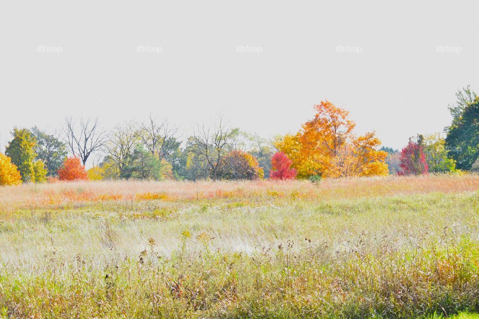 Fall colors shine from the other side of the meadow