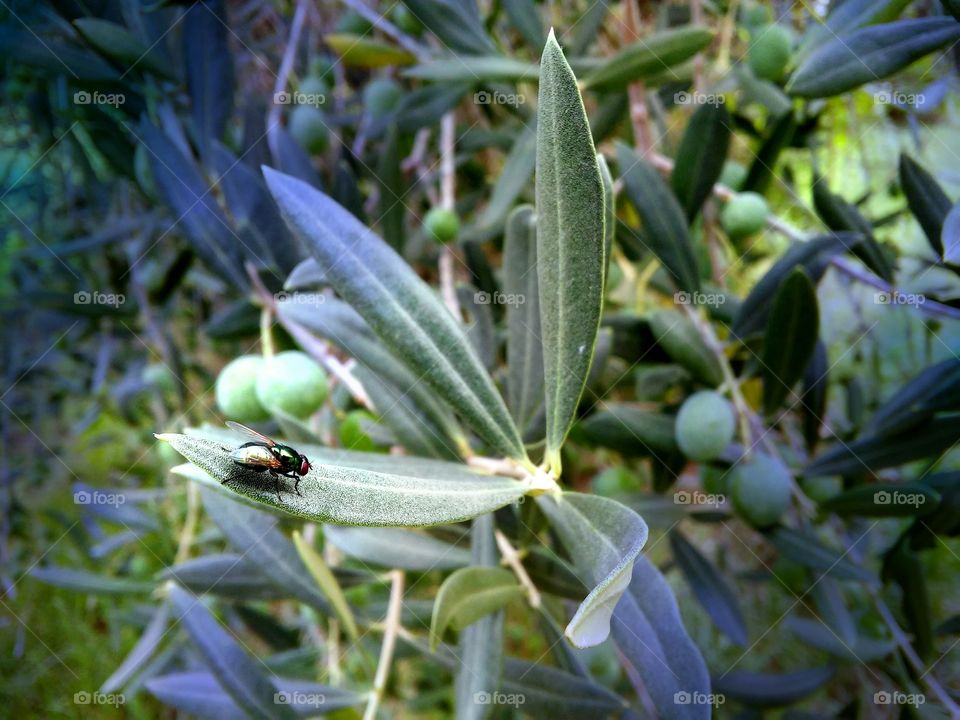 Green fly. Fly on a leaf