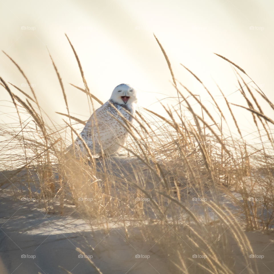 Snowy owl yawning, as golden morning sunlight shines on her winter migratory home of an east coast beach.