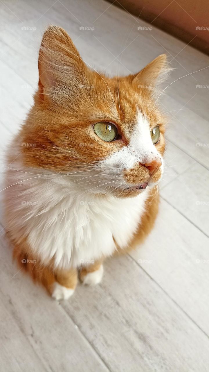 cat beautiful portrait close up, mobile photography