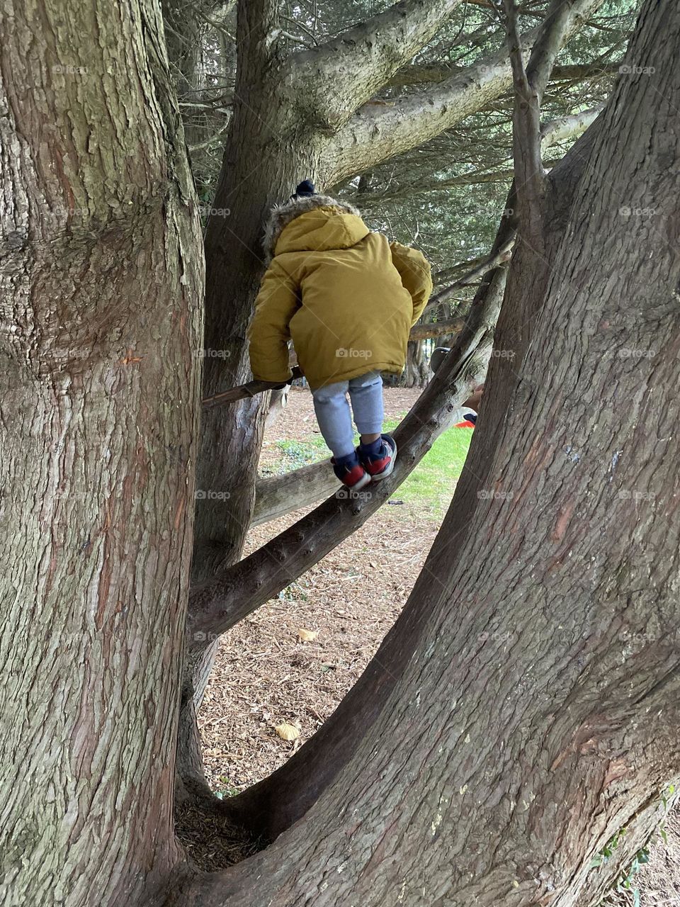 Climbing a tree