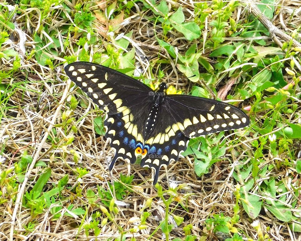 Stratford Point butterfly 