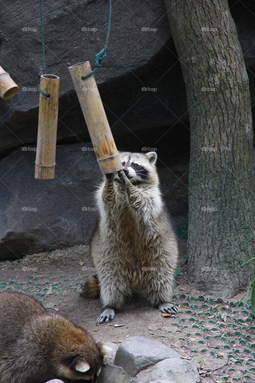 Raccoon feeding time