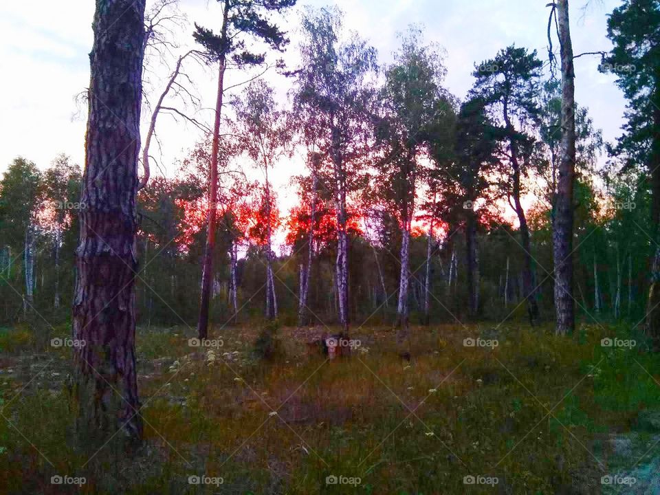 Sunset in the woods, pine trees and birch