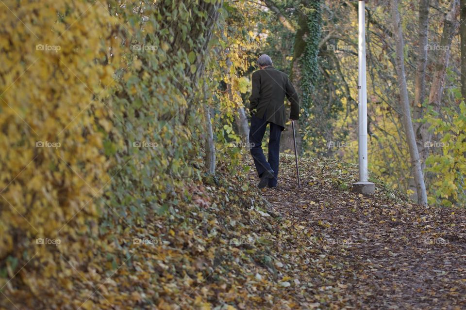 Forest. Elderly man walking on a path through a forest.