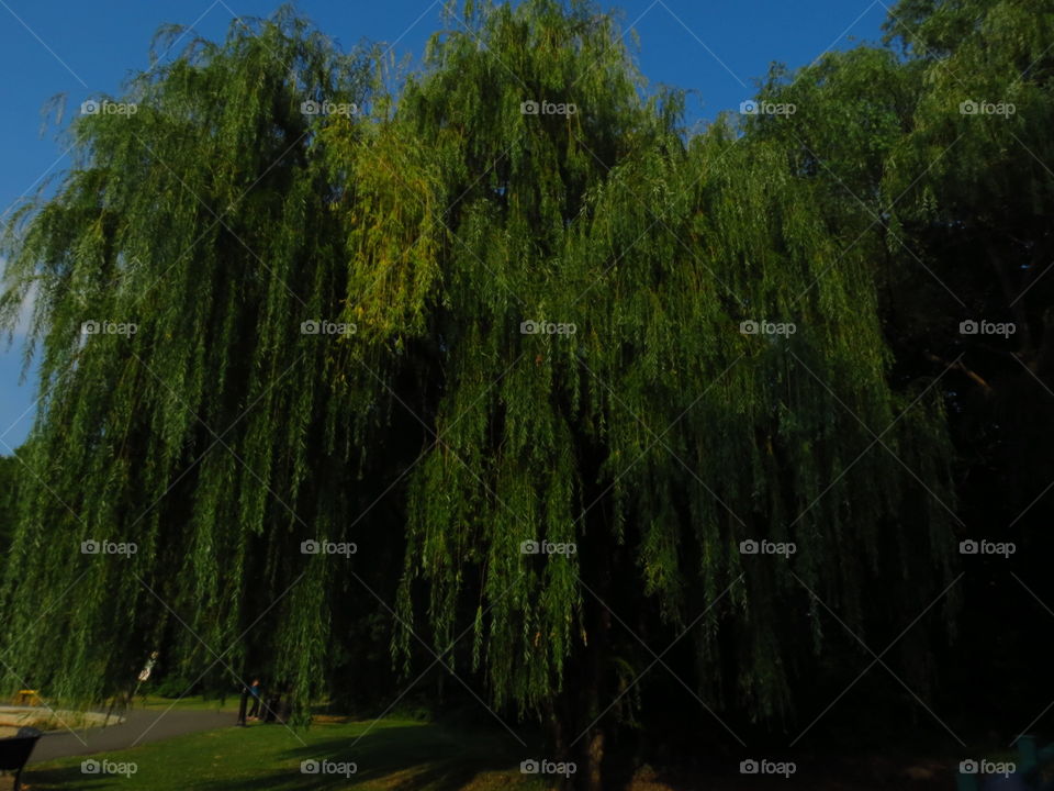 Willow tree