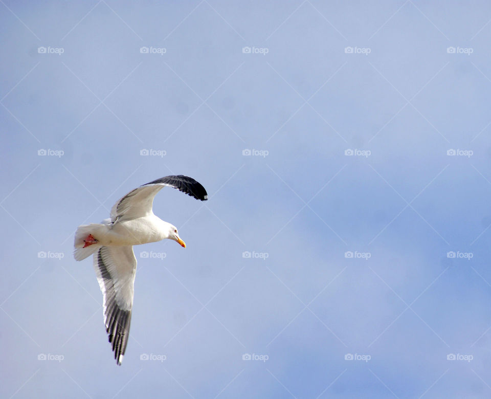 Seagull flying in the cloudy sky