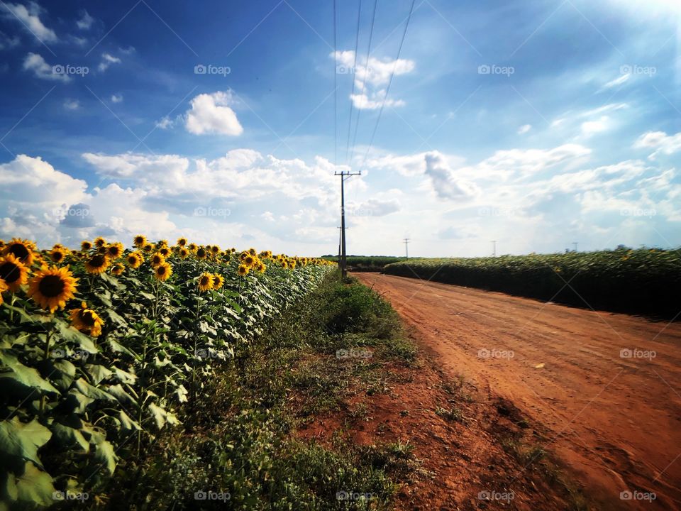 In a small country road, a beautiful surprise: in the midst of all earth and dirty, a Sunflower field.