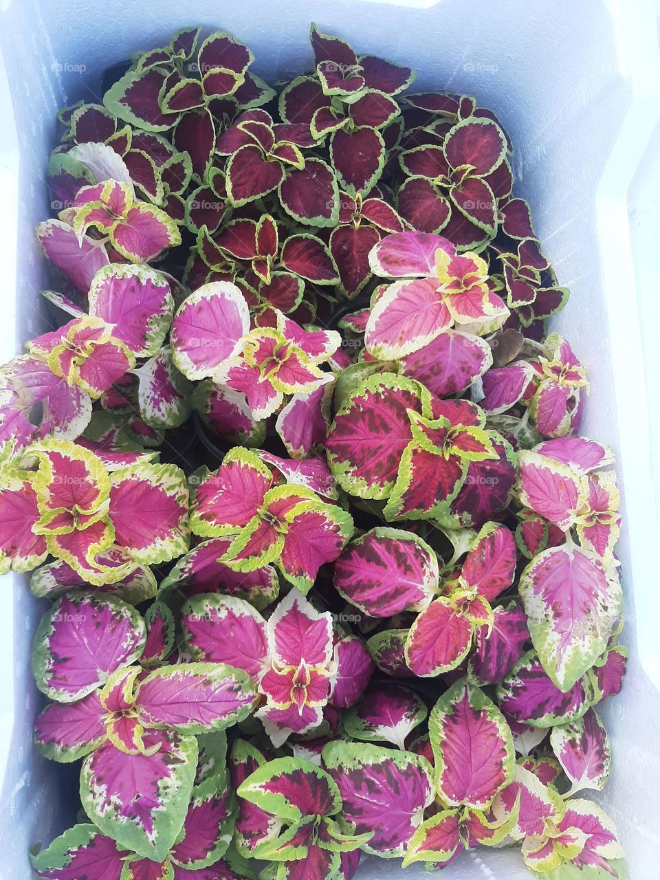 Please make me happy, I am poor, I need your help with support