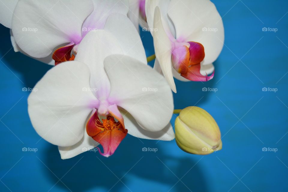 Flower, Nature, Tropical, Orchids, Petal