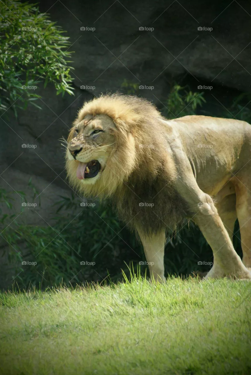 Lion