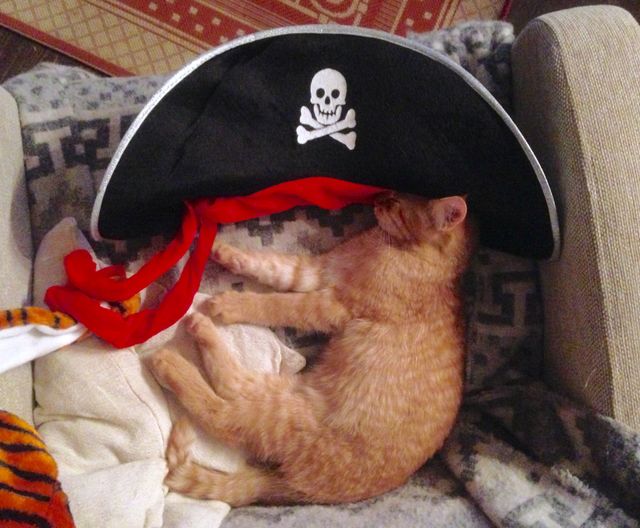 cat in pirate hat