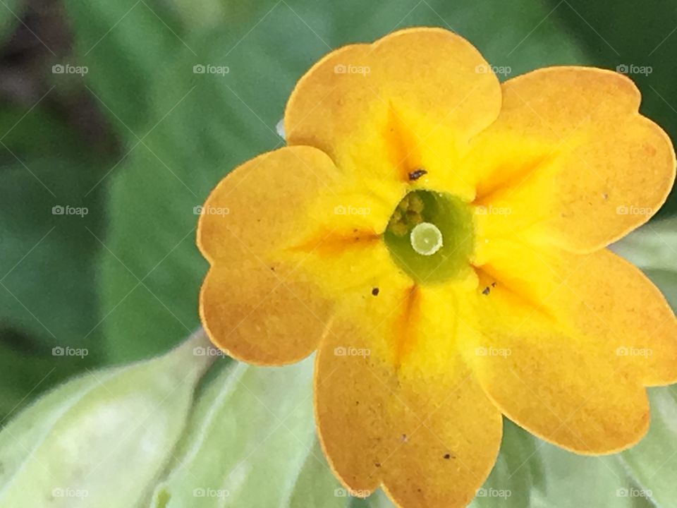 Yellow flower