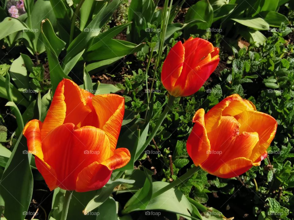 Red and yellow tulips in the garden