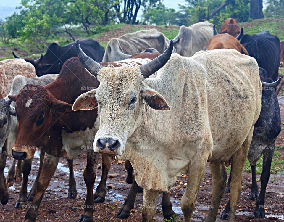 Cows standing in field