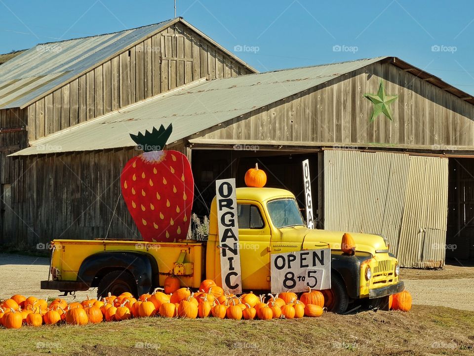 Organic Fruit Farm
