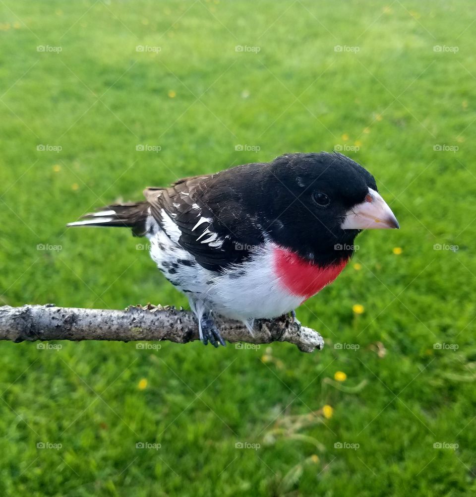 Rose-Breasted Grosbeak