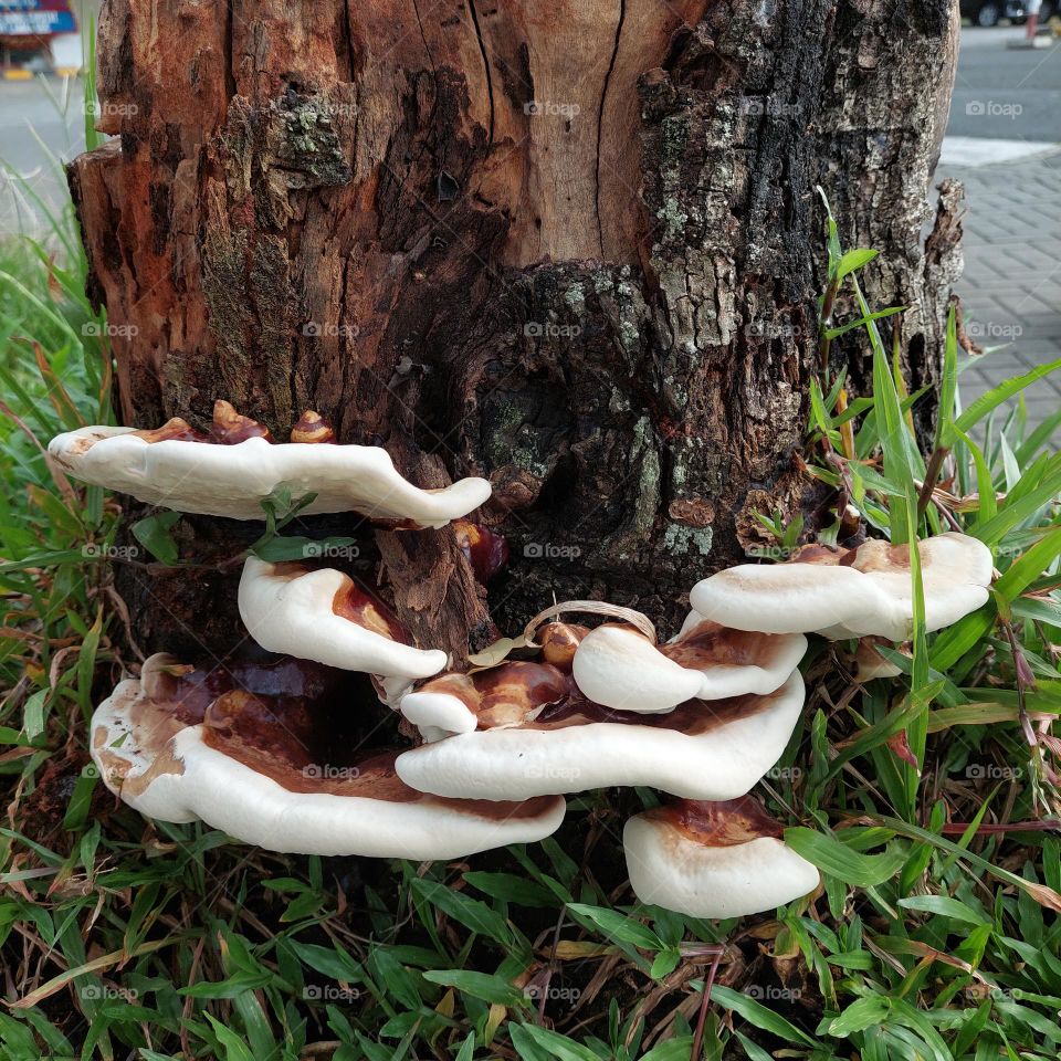 Mushrooms that grow on trees that have been cut down