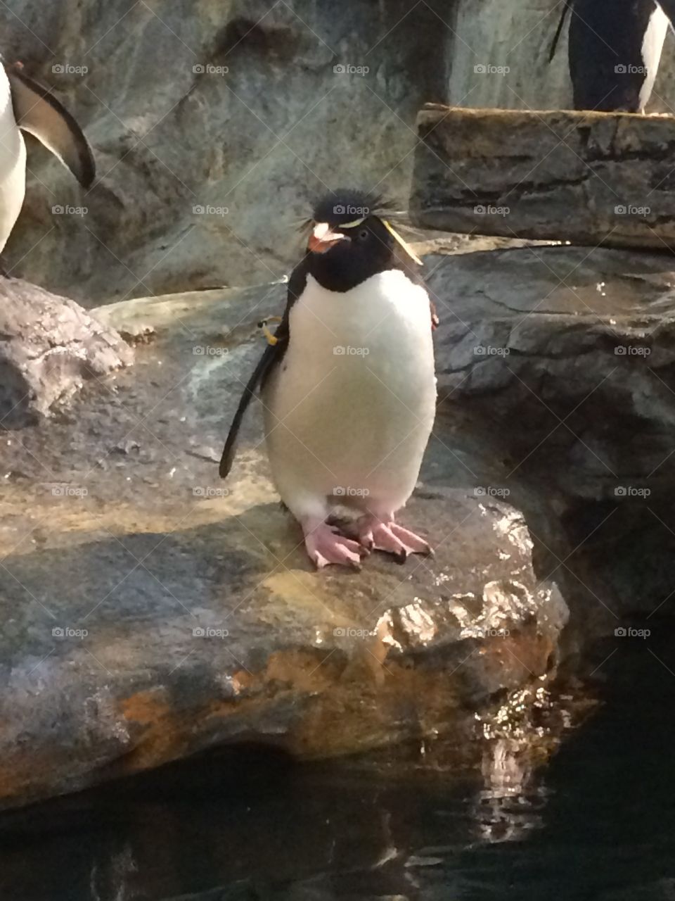 Penguin at the zoo