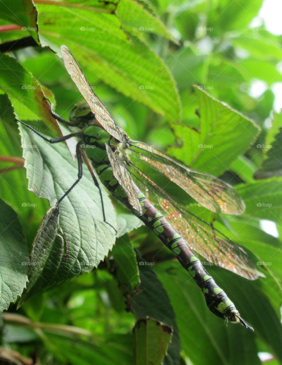 Dragonfly perched on a shrub in the garden