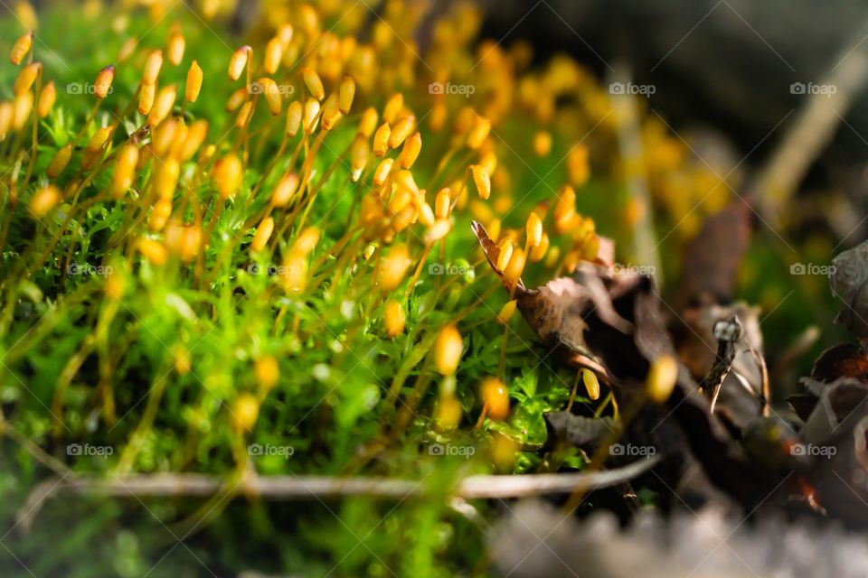 Close-up of moss