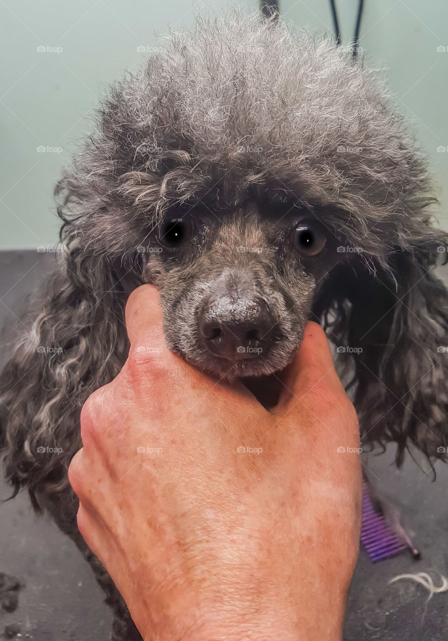 toy poodle looking at camera