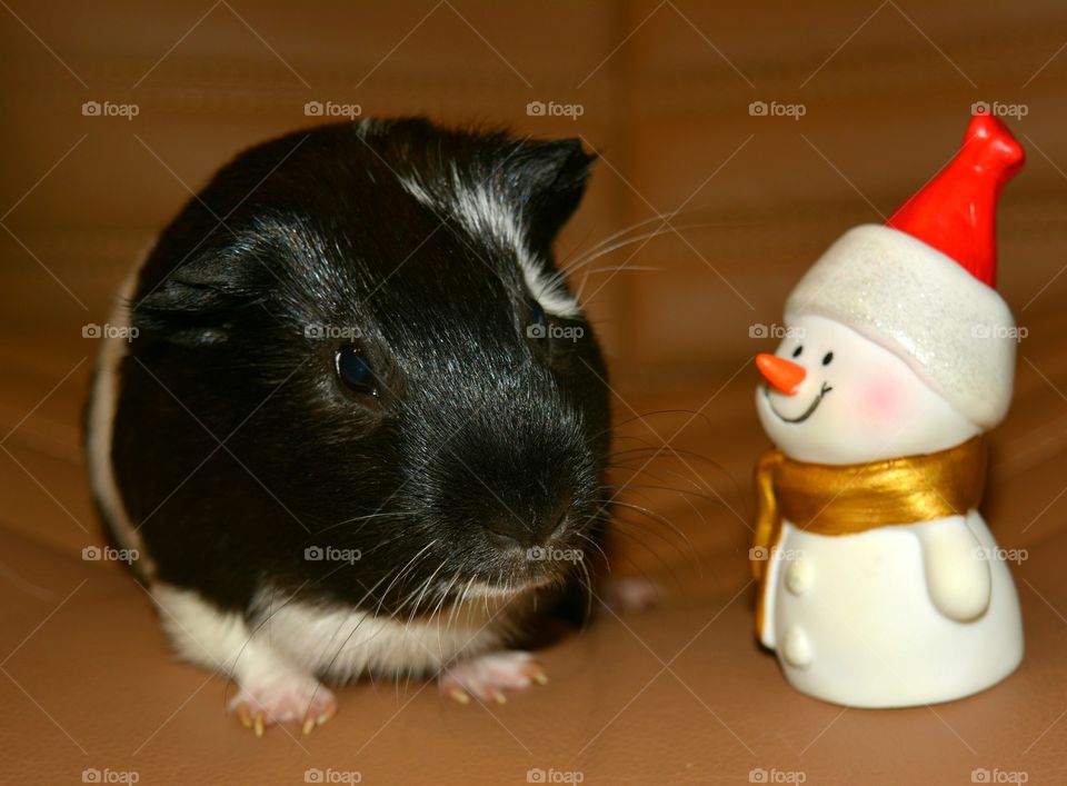 Guinea pig with snow man toy